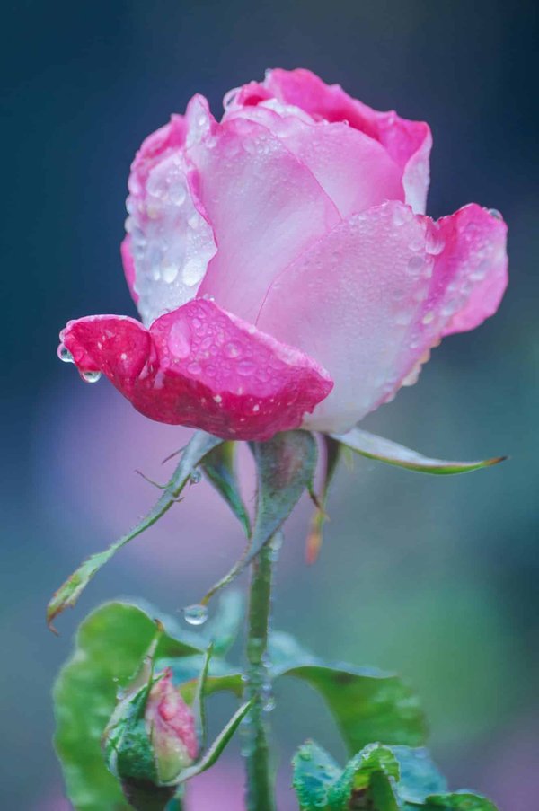 Come trasformare una vecchia vasca da bagno in un elegante giardino d'inverno?